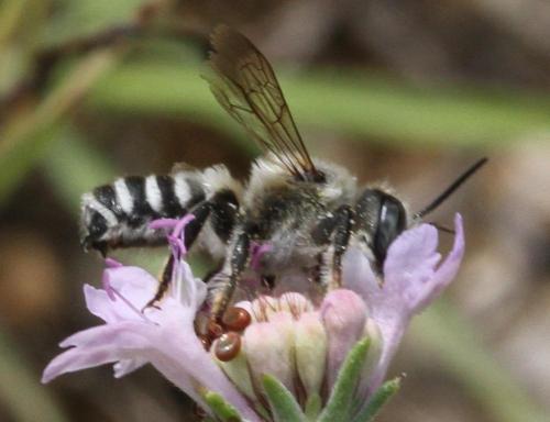 Réf. 197 403 : Megachile sp.
